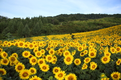 2018 夏満開