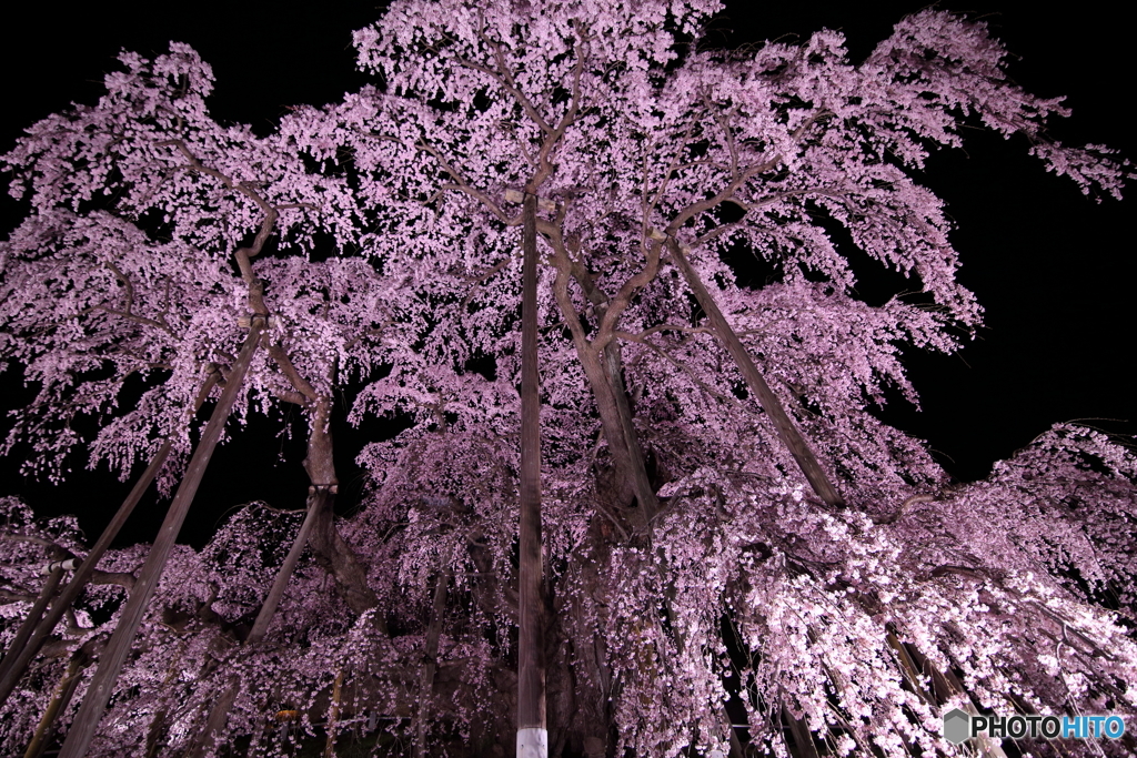 何度でも逢いたい桜がそこにある。