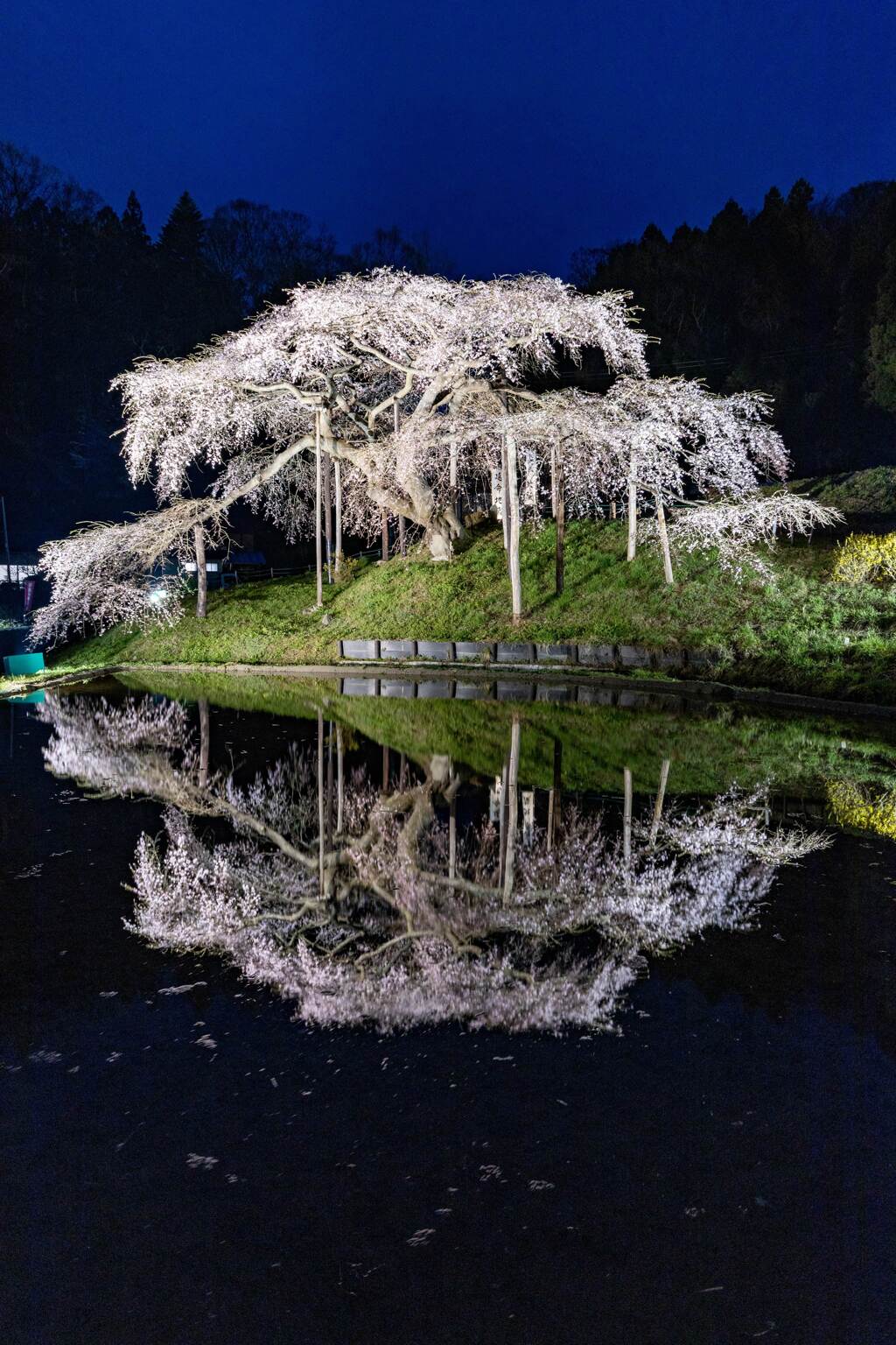 私の１番好きな桜