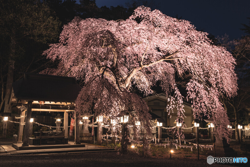 夜桜