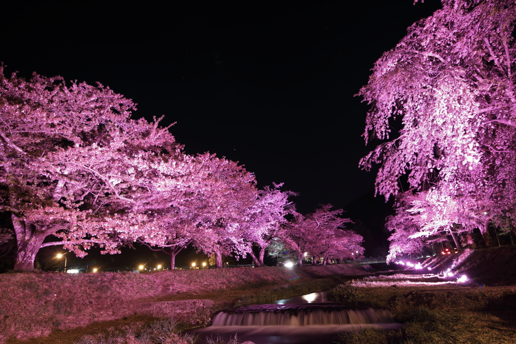 観音寺川の桜並木