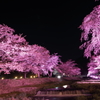 観音寺川の桜並木