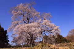 戸津辺の桜