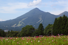 磐梯山とコスモス