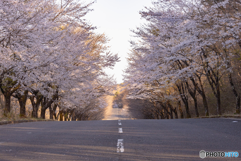 桜並木