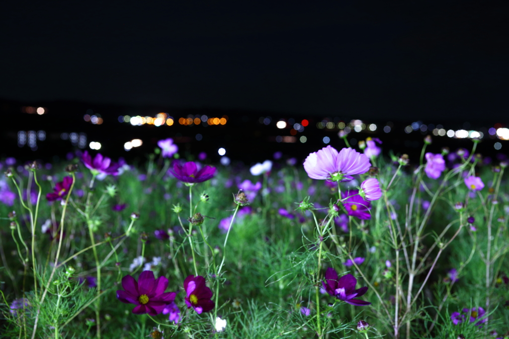 Cosmos Night