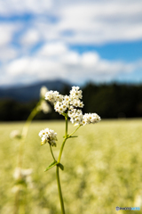 蕎麦の花