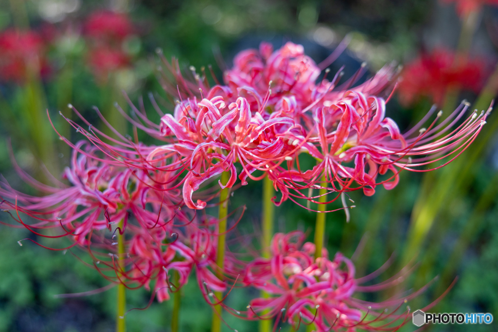 曼珠沙華