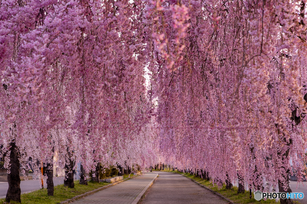 桜のトンネル