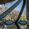 本覚寺の桜