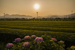 紫陽花と足柄茶畑と夕日