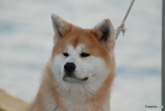 客犬