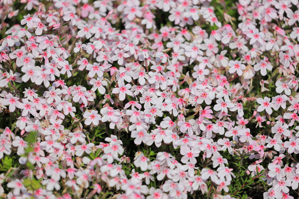 芝桜（ピンク）