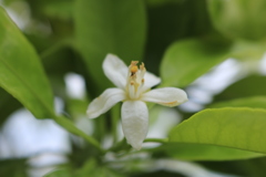 デコポンの花