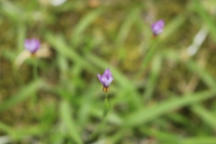 庭に勝手に咲く野草2