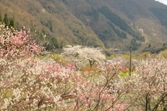 花桃と桜の共演