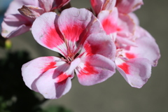 ゼラニウム　ピンク