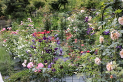 大安禅寺の薔薇園