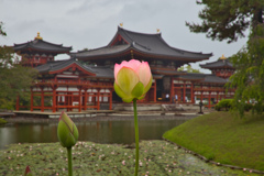 花蓮とともに