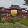 花蓮とともに