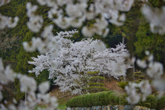 ご近所の桜４