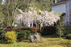 可愛い身の丈桜 可愛い身の丈桜