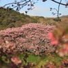 対岸の桜