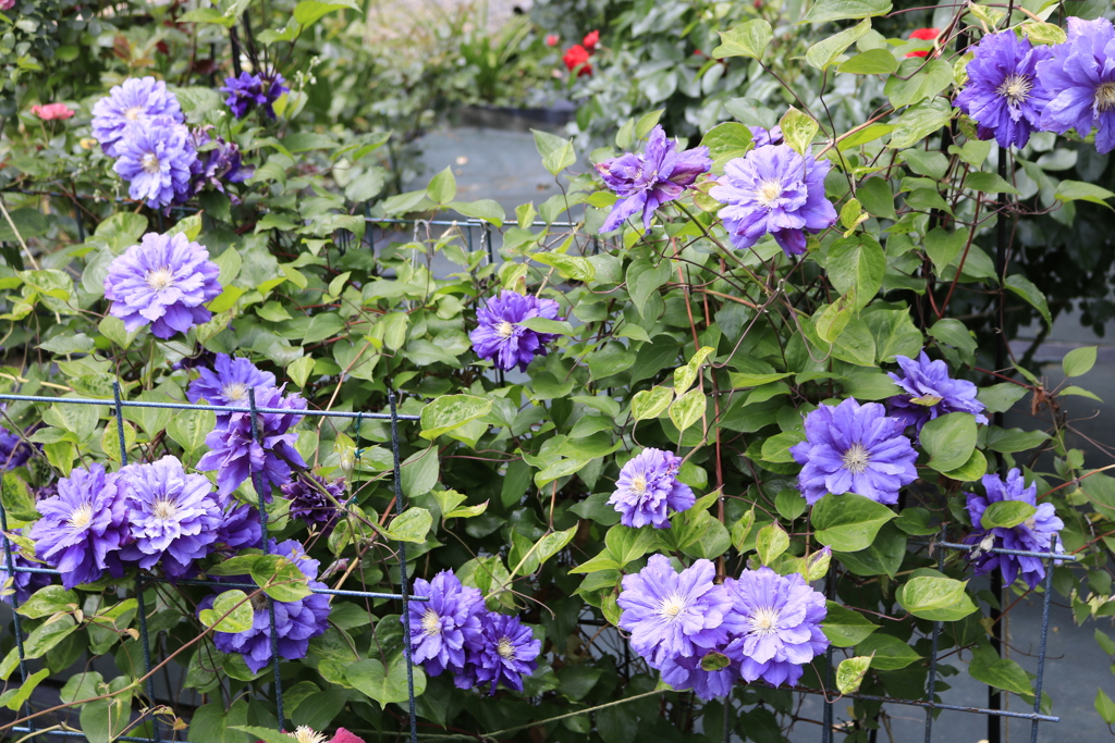大安禅寺の薔薇園5