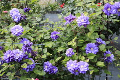 大安禅寺の薔薇園5