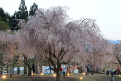 竹田　枝垂れ桜