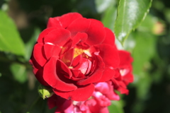 オープンガーデンの薔薇1