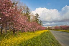 桜並木と菜の花ロード