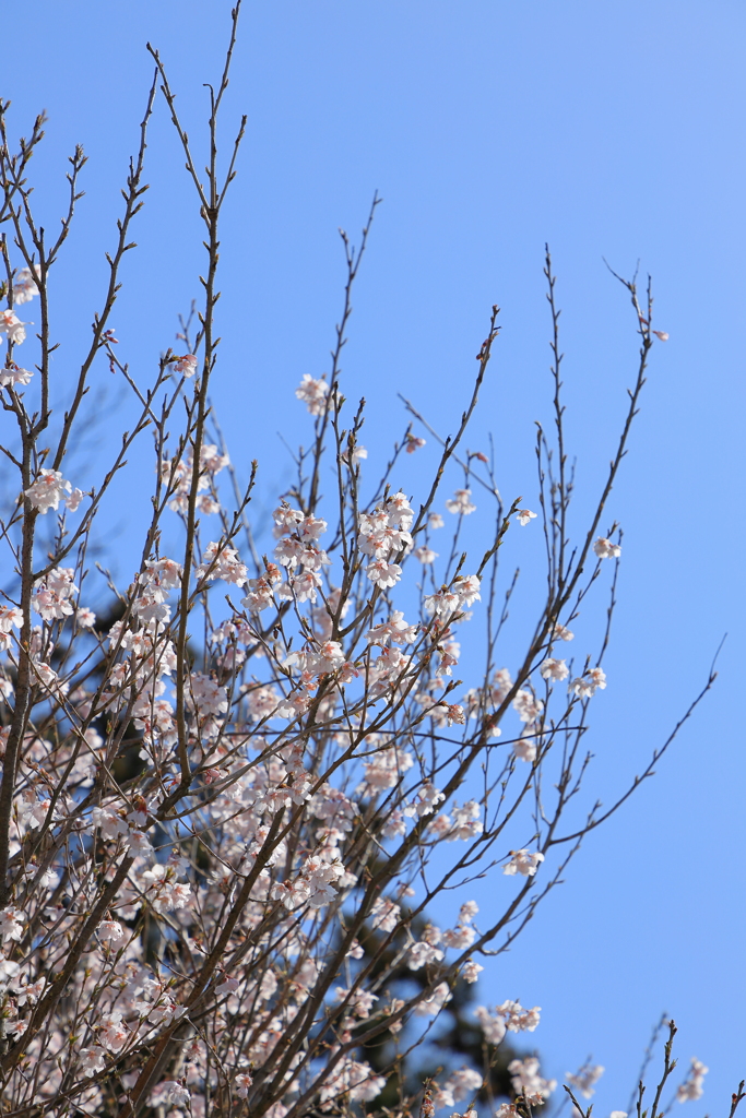 薄墨桜