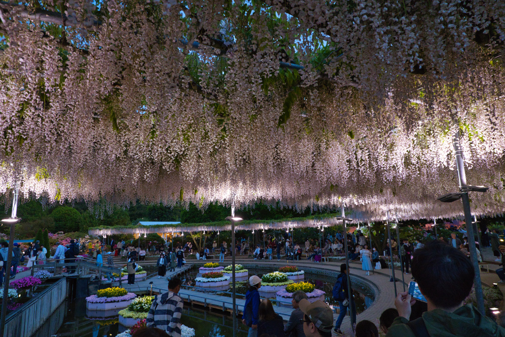 藤花天井
