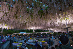 藤花天井