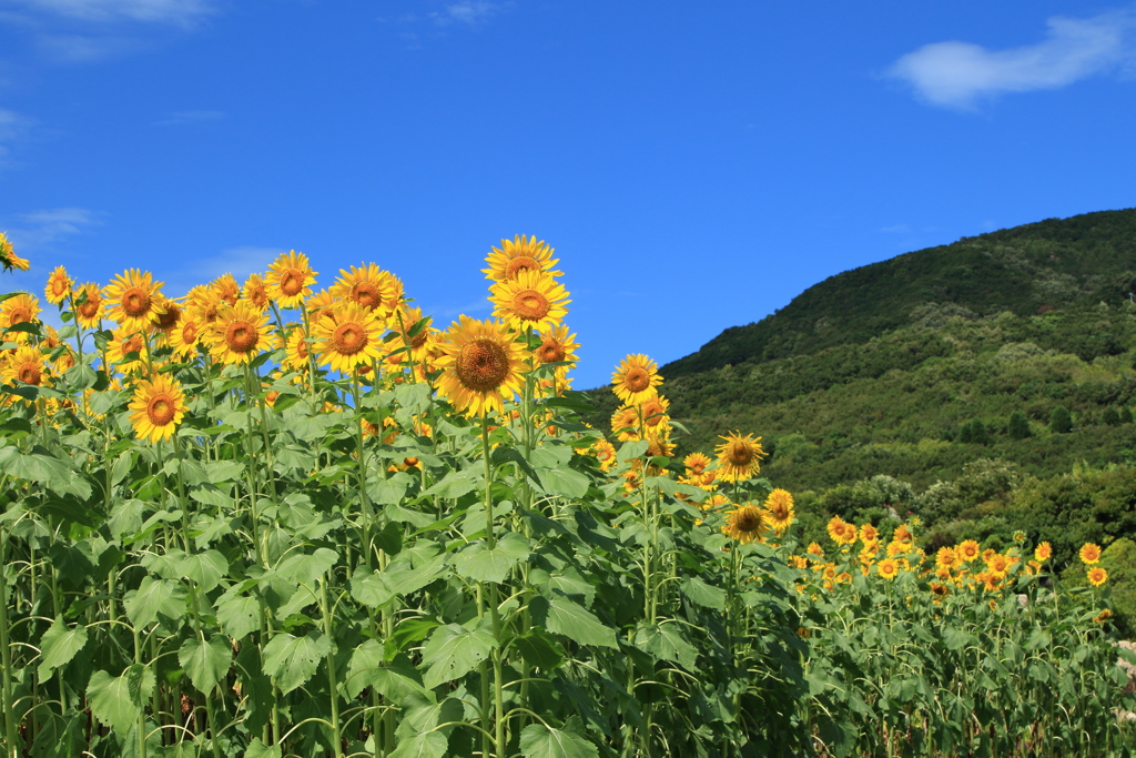 夏です