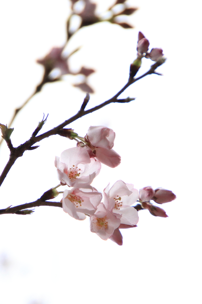 開花2