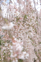 足羽神社の枝垂れ桜４