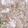 足羽神社の枝垂れ桜４