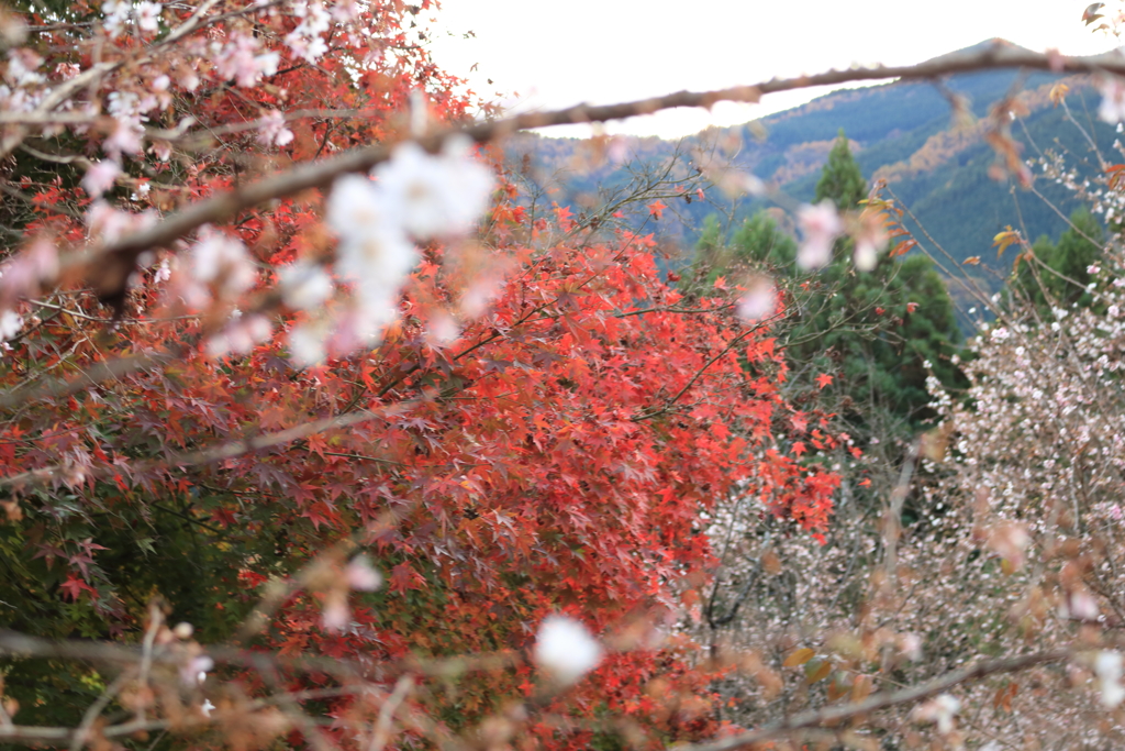 冬桜と紅葉