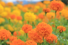 Marigold