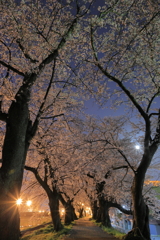 足羽川夜桜３