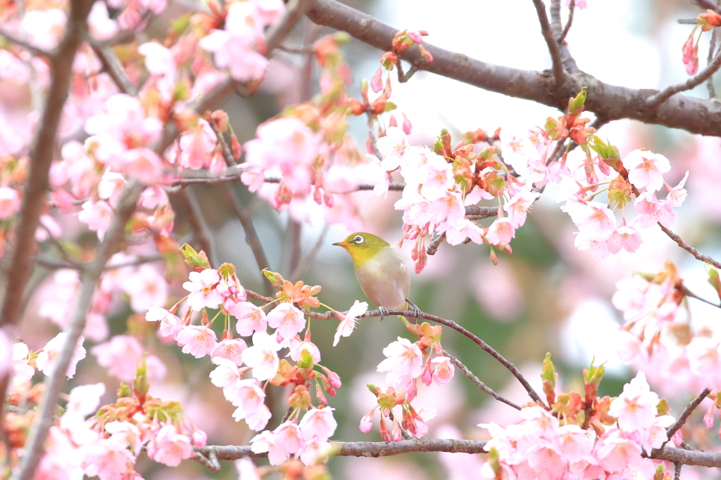 どこ～