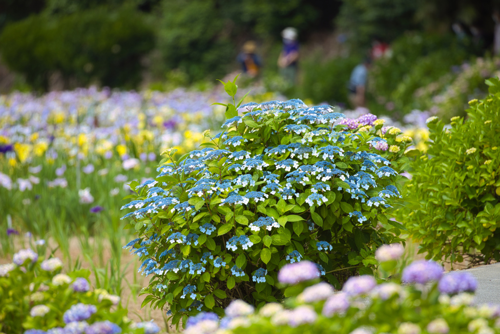 花菖蒲園の紫陽花