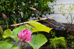 花蓮