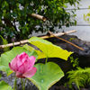 花蓮