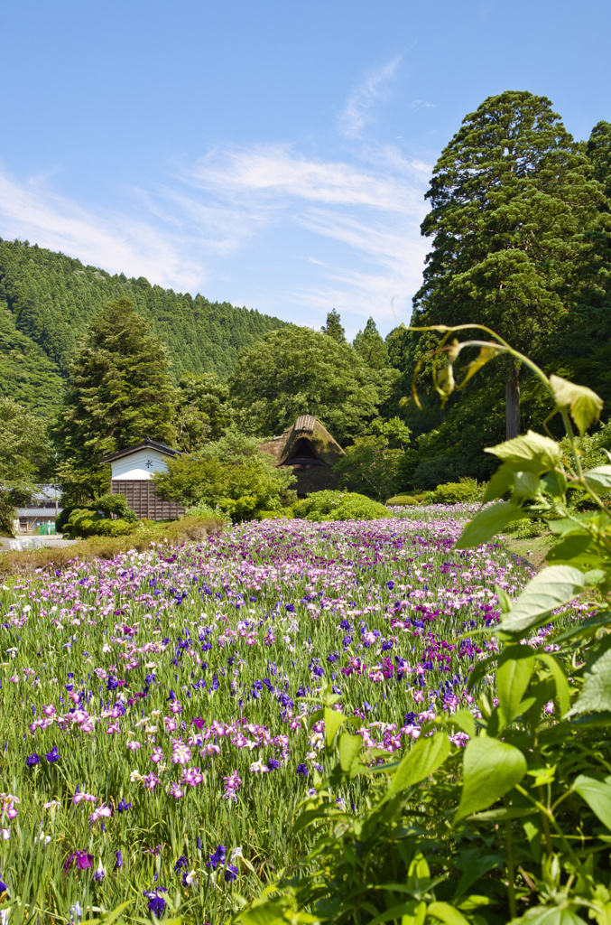 竹田花菖蒲園