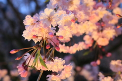 竹田　枝垂れ桜　スポットを浴びて