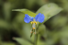 露草