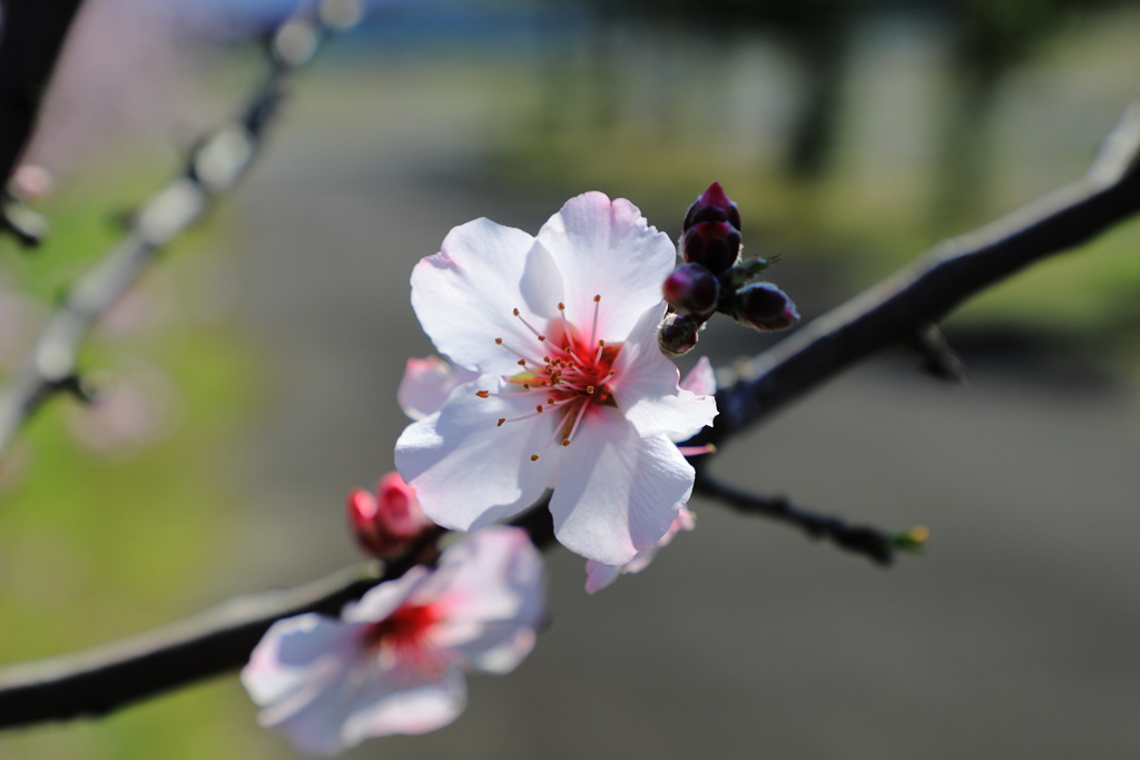 アーモンドの花１